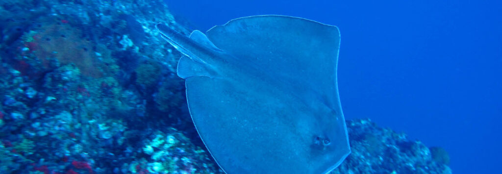 Best Places To Snorkel In The Florida Keys - National Marine Sanctuary