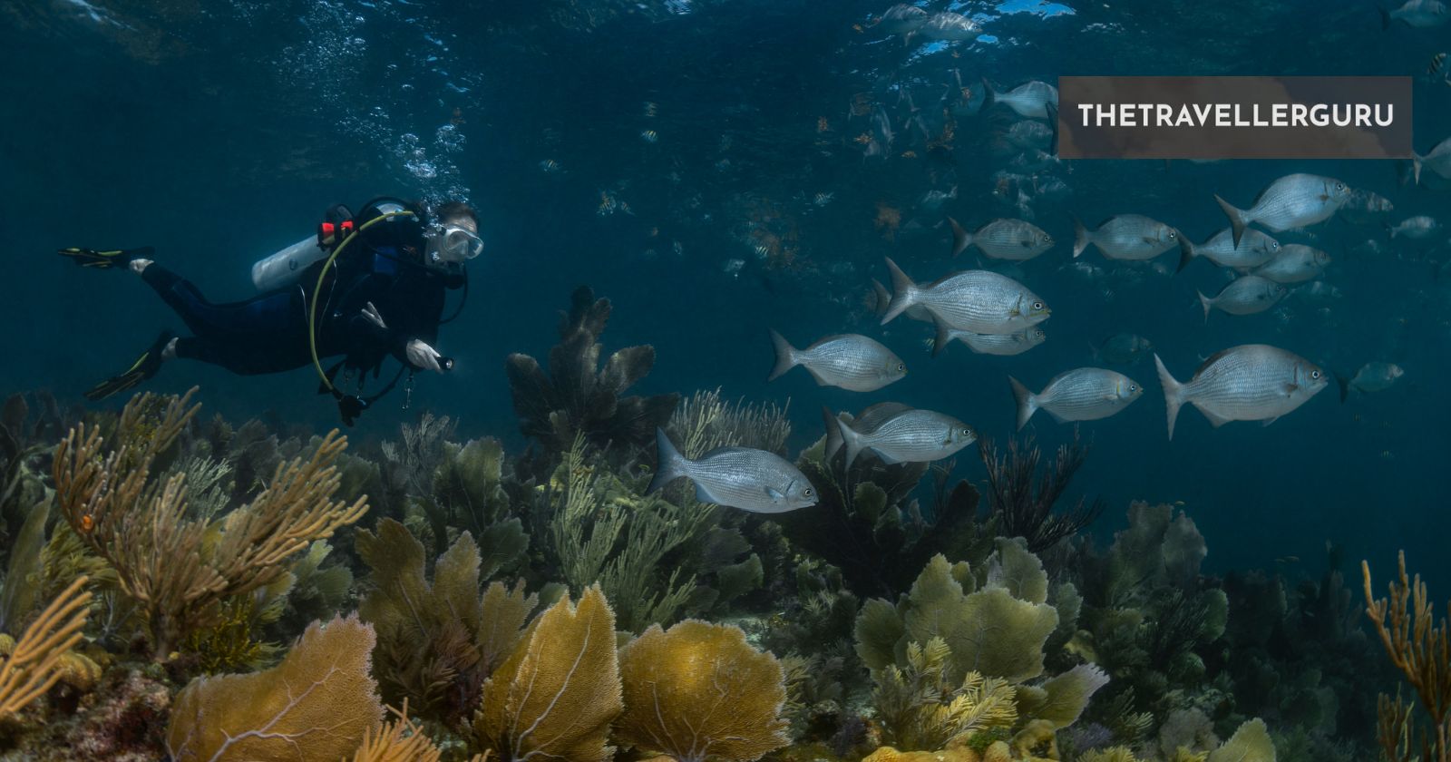 12 Best Places To Scuba Dive In Florida In 2024