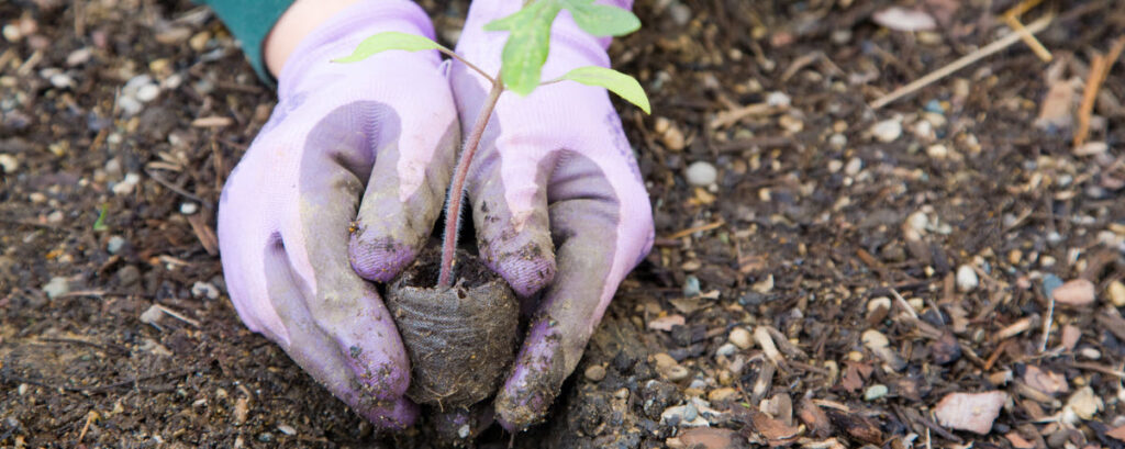 Things to Do on a Staycation - gardening