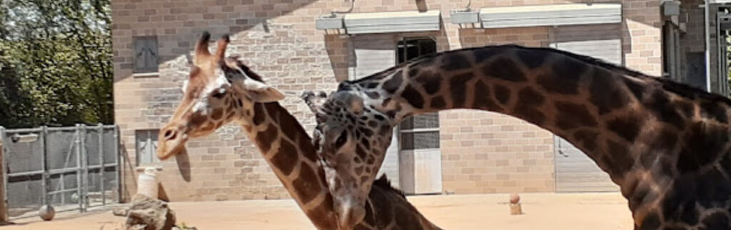 best zoos in California - Giraffs at san fran zoo