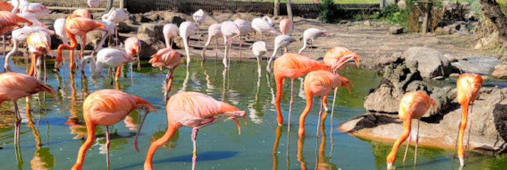 best zoos in California - flamingos at safari west