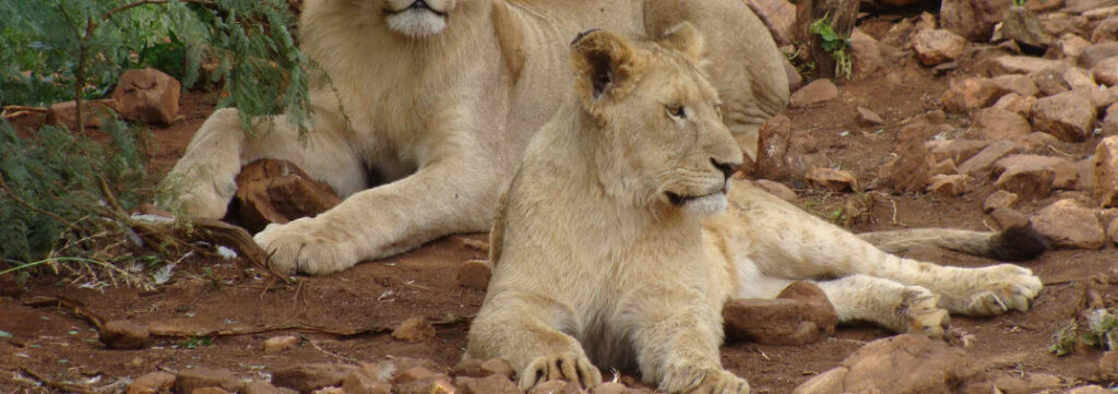 best zoos in California - lions in zoo