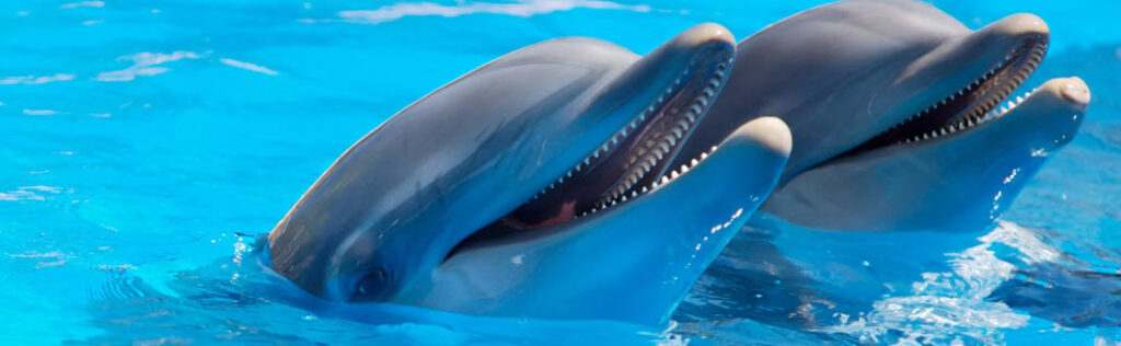 best zoos in Hawaii - Dolphins