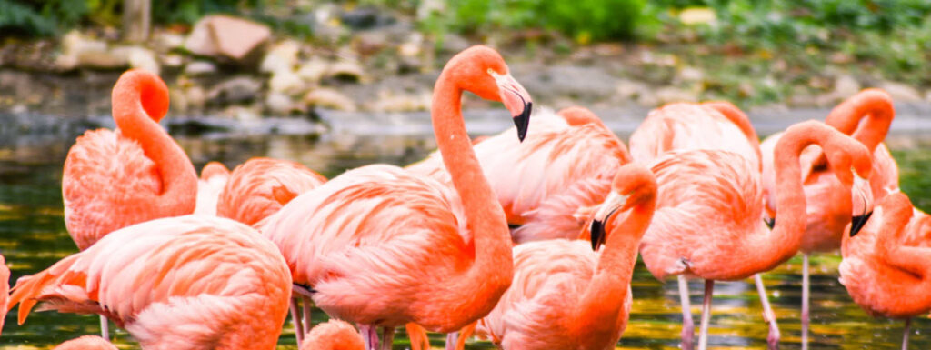 best zoos in Hawaii - Flamingos