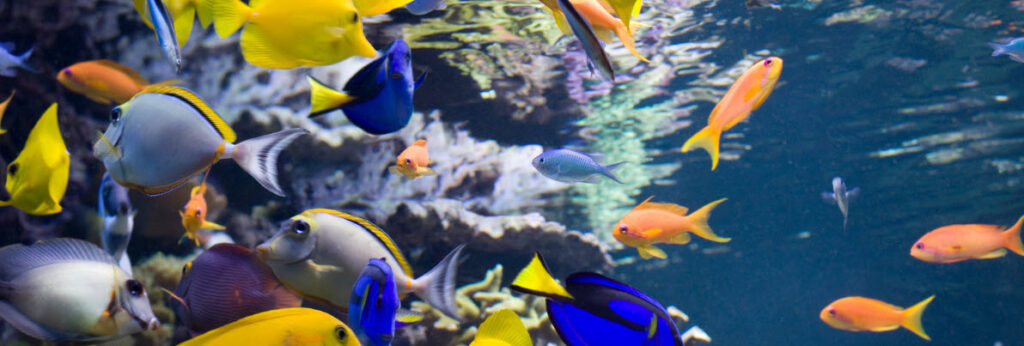 best zoos in Hawaii - tropical fish