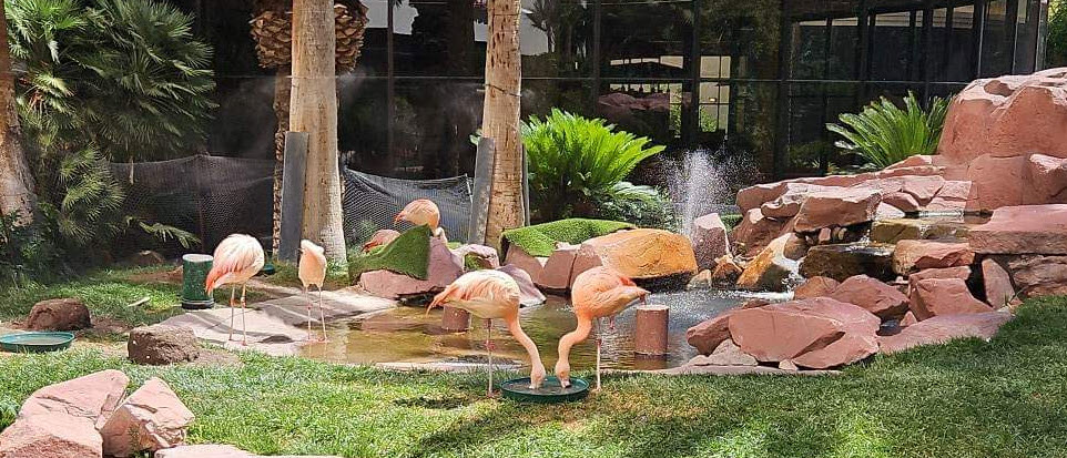 Things to Do in Las Vegas for Free - Flamingos